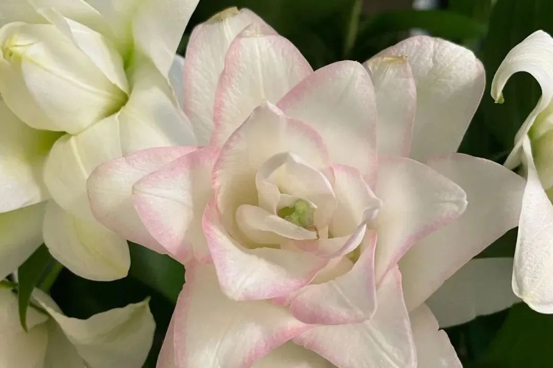 新手必看鲜花养护攻略,鲜花在水里能养几天会死