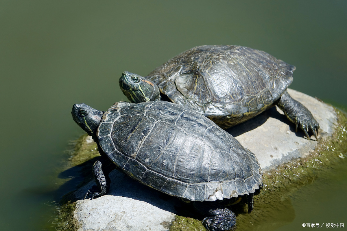 乌龟巴西龟最爱吃什么,你们的巴西龟最喜欢吃什么食物