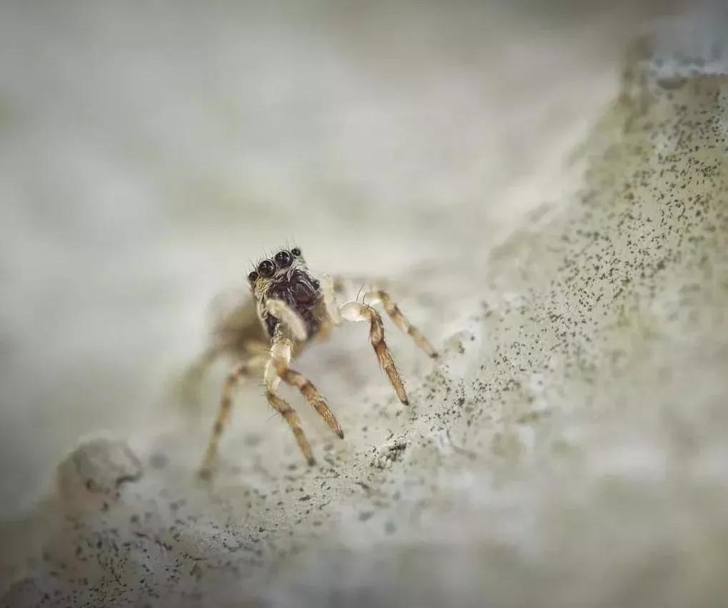 可爱动物照片合集,澳大利亚动物合集