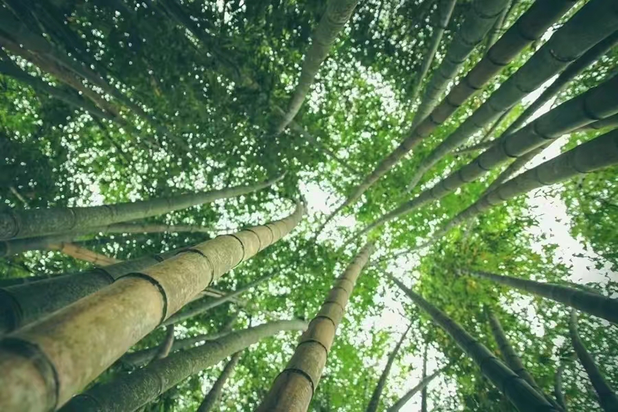 【原创】散文·江南春笋