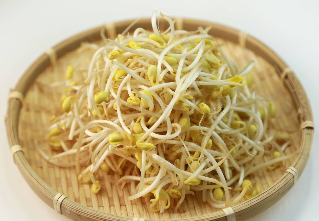 豆芽发苗神器,家用豆芽机发豆芽菜的简单方法