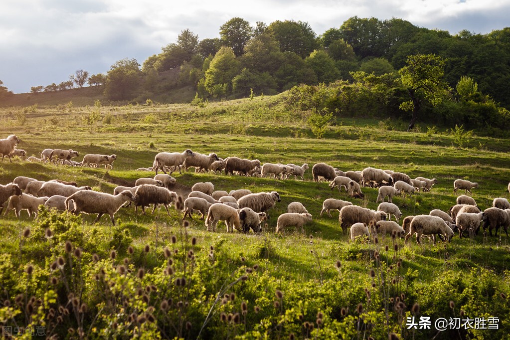 夏日田园风光的诗100首,初夏田园风光的诗句