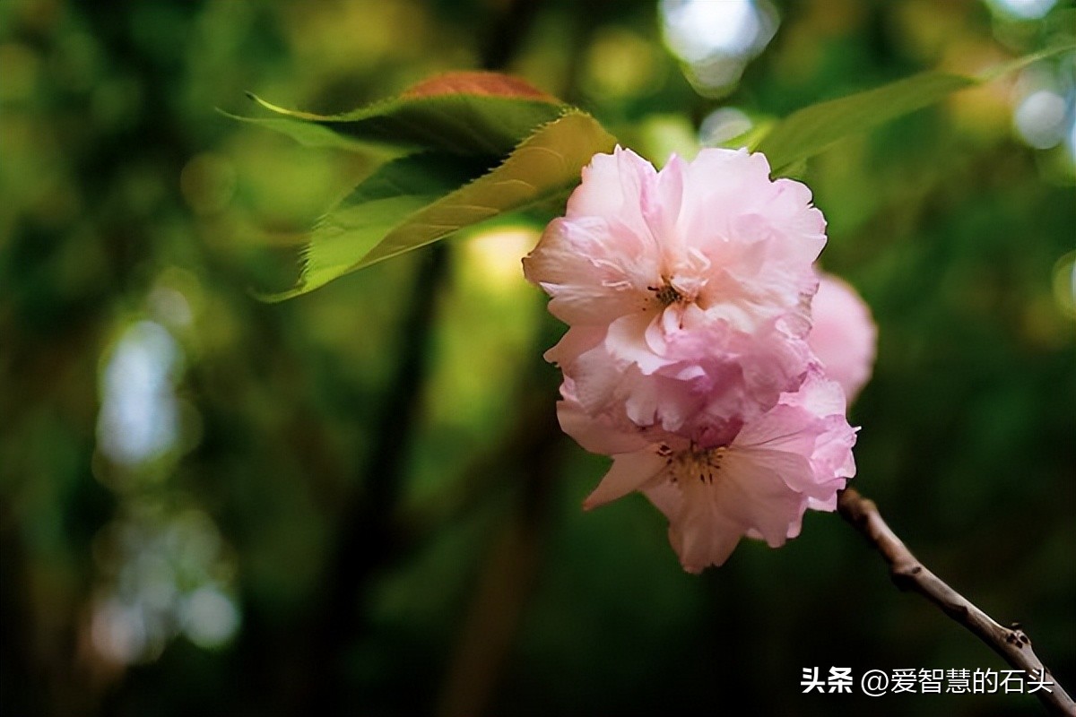 如果有人不喜欢你你该怎么办,如果有人不喜欢你你喜欢她怎么办