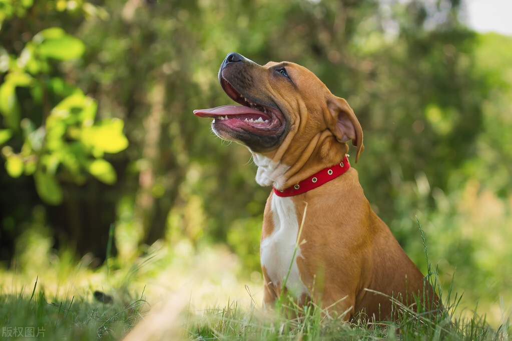 世界上最凶恶的狗子排名,十大世界上最凶狠的狗排名