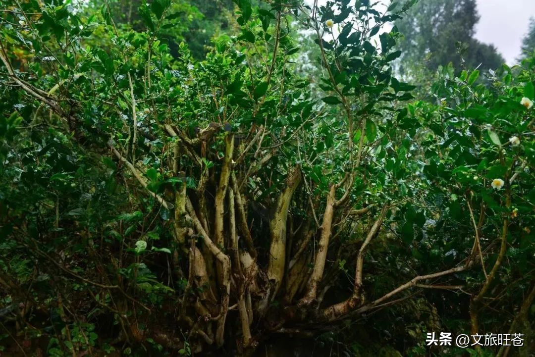 旺苍六大茶乡,个个香飘万里!看看你最熟悉哪几个?