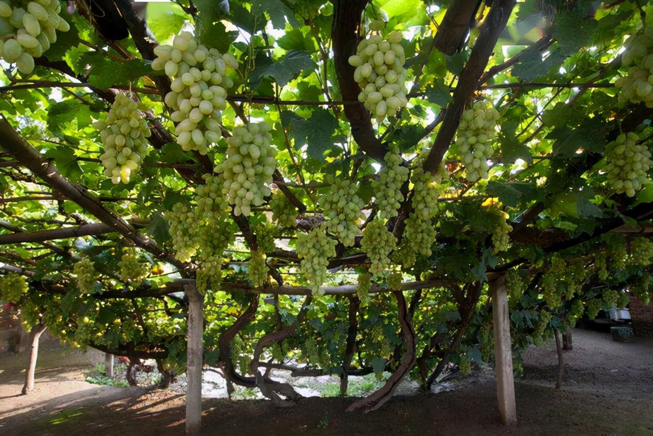 院子里葡萄架越来越少，不是不喜欢，而是这12种藤蔓植物能替代它