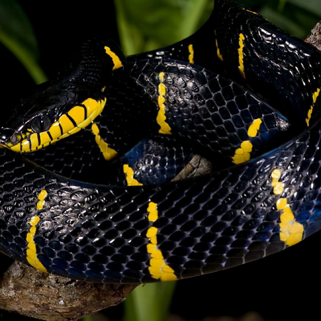 神奇的动物蛇的视频大全,神奇的动物蛇