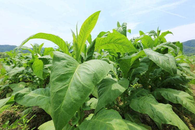 20世纪80年代的香烟,上个世纪卖得好的烟