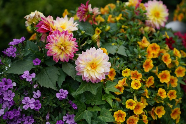 梦里花落知多少小说,梦里花落知多少