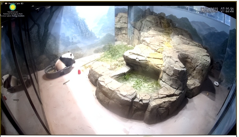 6.3日小奇迹崽崽:快给本崽崽多多上供能吃的竹子和竹笋