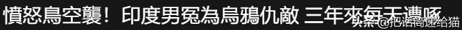 女孩救下一只差点被货车撞死的猫,小女孩救下乌鸦被夺走眼睛