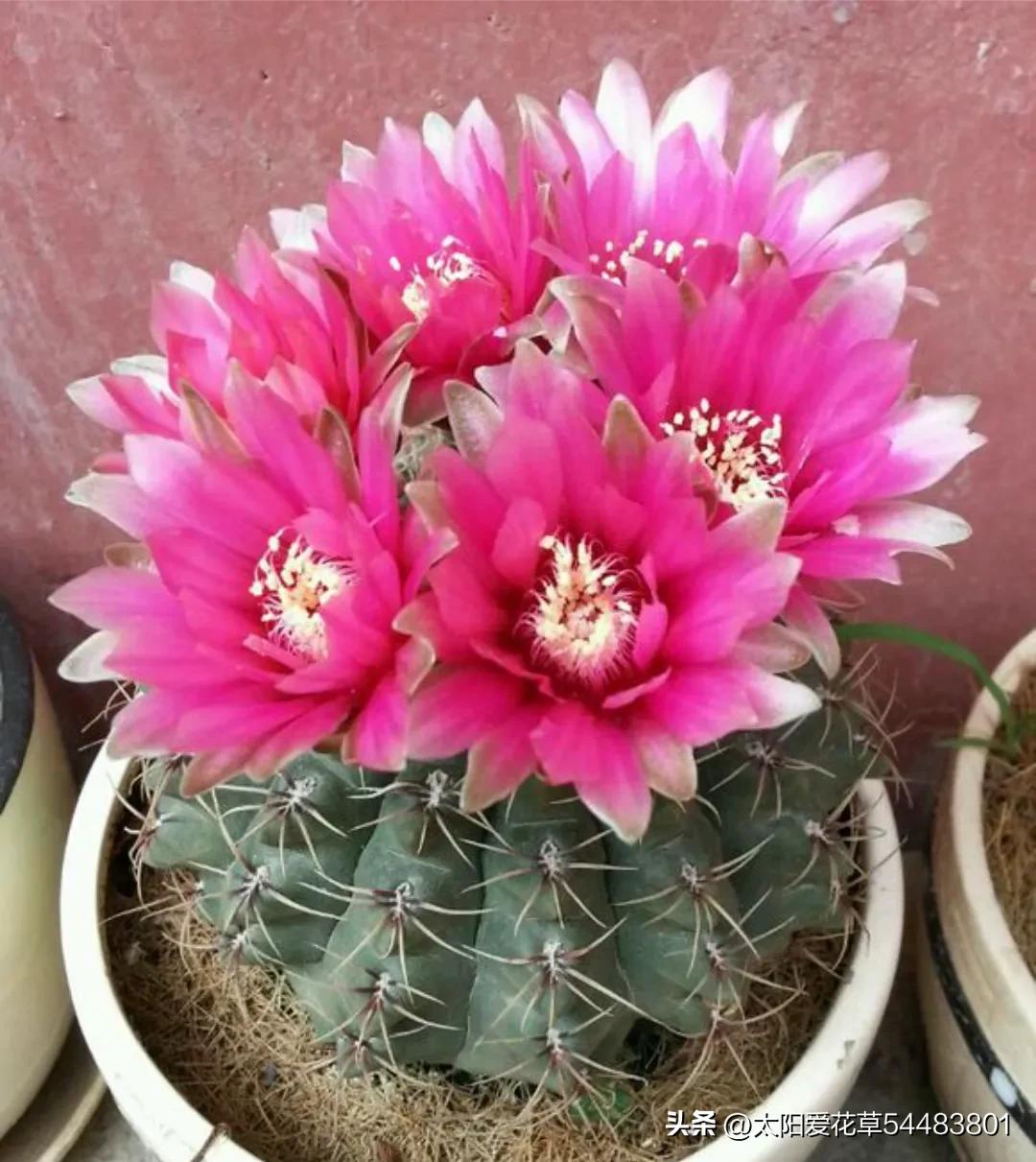 最好养的十种花种秋冬季,常年开花又好养的花盆栽推荐