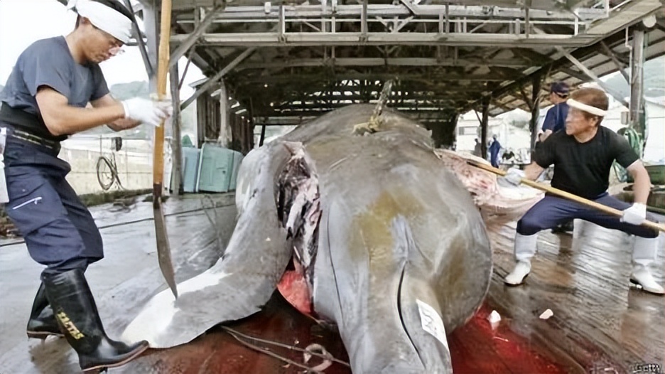 日本自动贩卖机卖寿司,日本贩卖机里装的啥