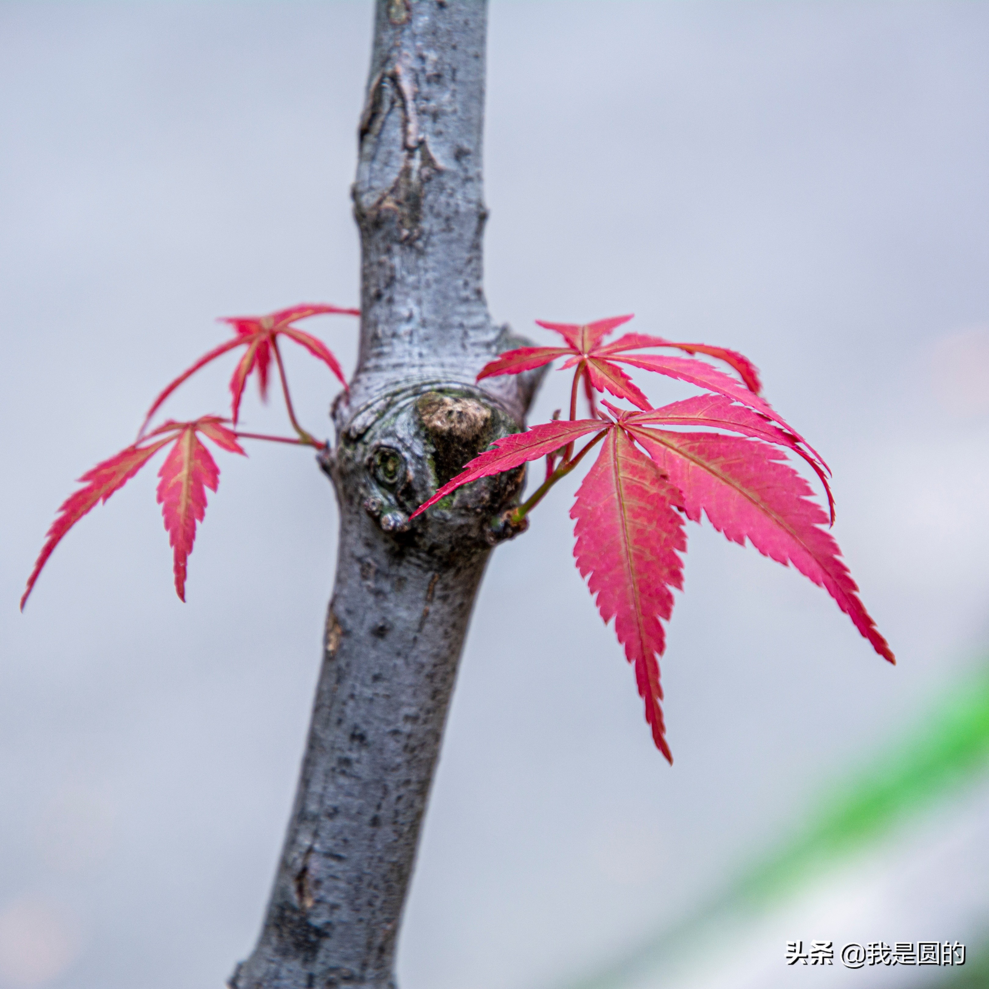 “五.一”树叶也很红（原创摄影+随笔300字）