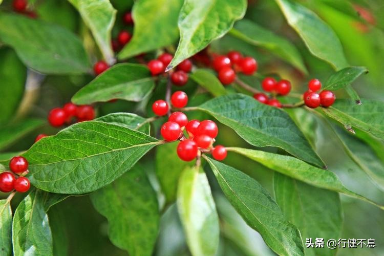 杜甫最经典的15首诗五言绝句,杜甫最著名的十首诗将进酒