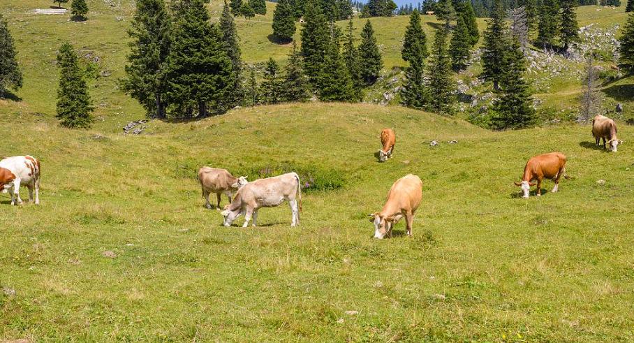 纤维素酶在农业上的应用图片,纤维素酶在膨化食品中应用