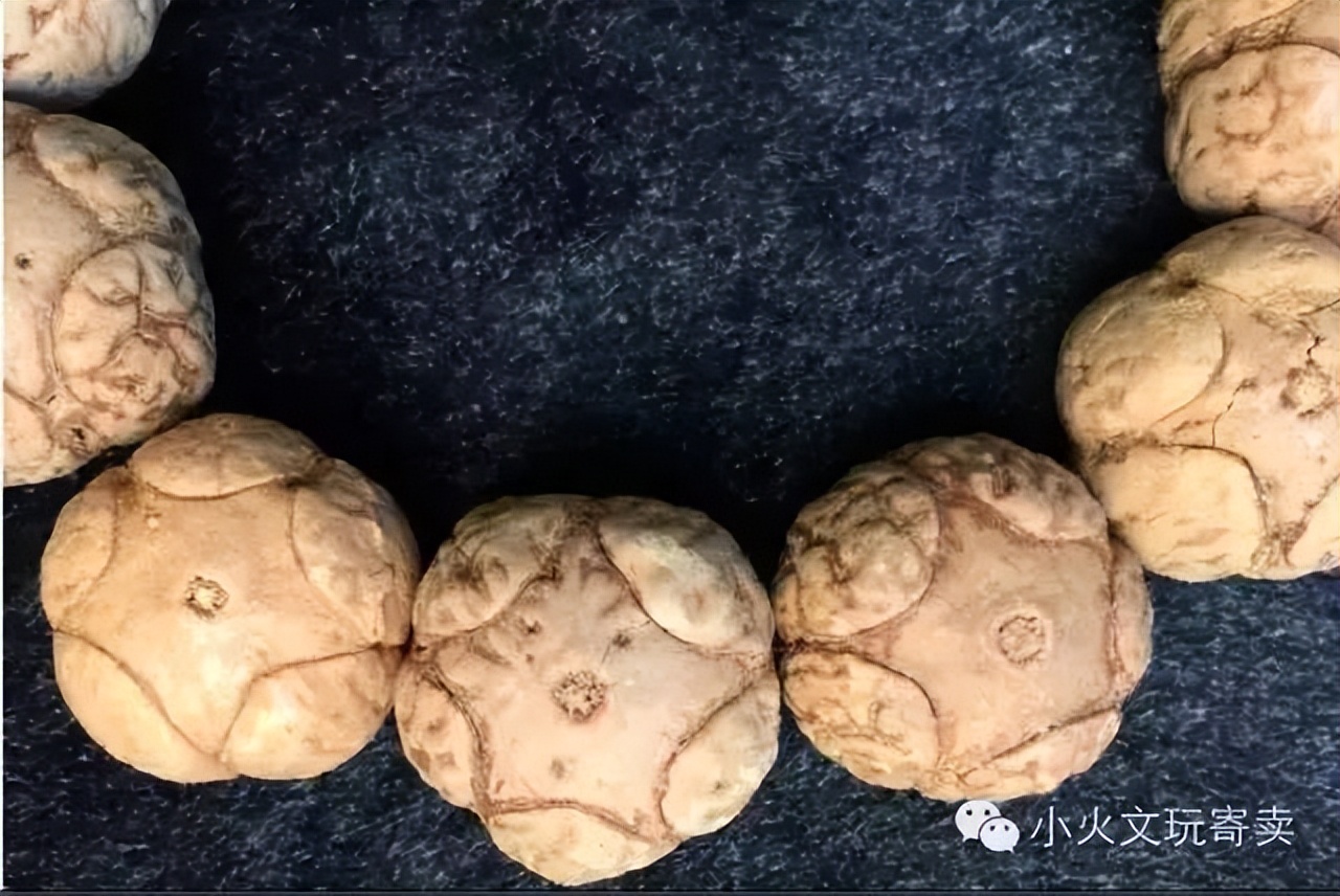 凤眼菩提2022,2023凤眼菩提