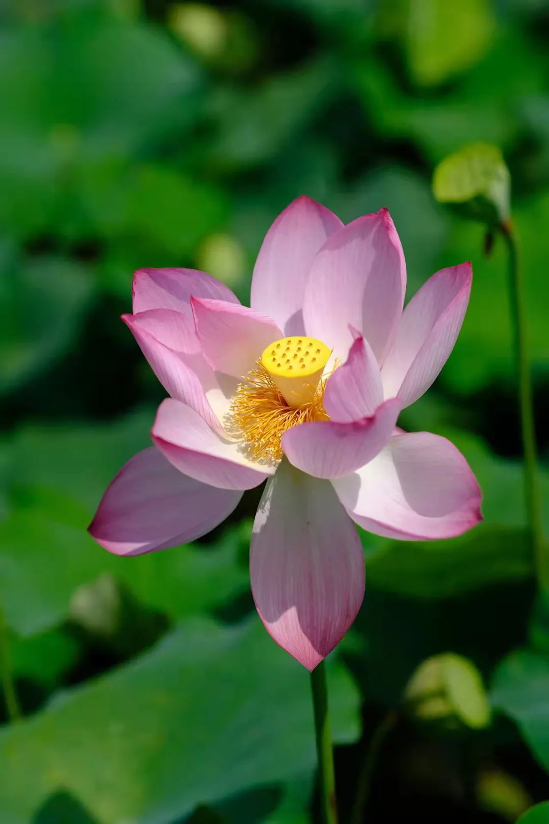 南宁徐霞客出游攻略,徐霞客在广西住了多少年