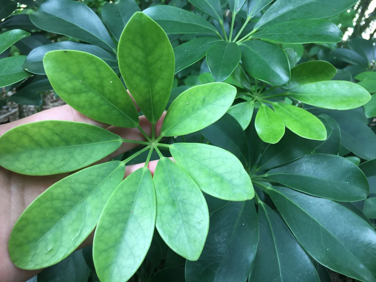 这3种植物在一起就无敌了,这3种花根系特别发达