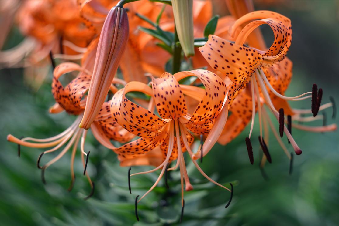 老中医喜欢十大食材,老中医五种食物养生100岁