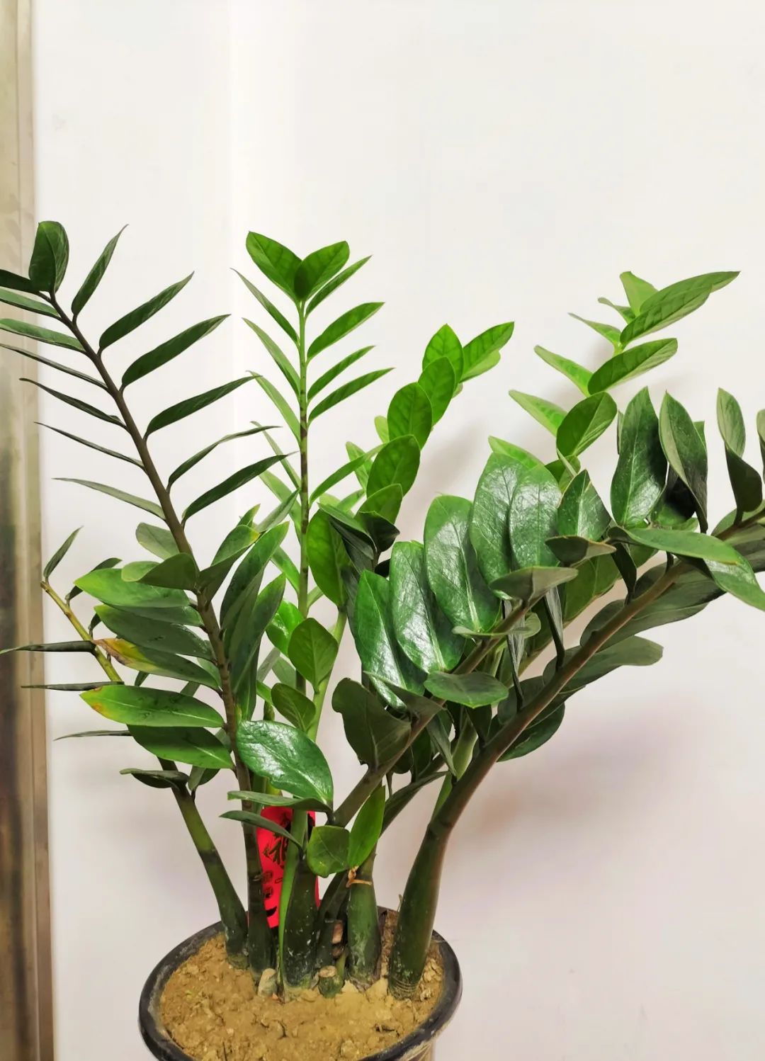 招财植物哪些最好养,家养招财的植物有哪些