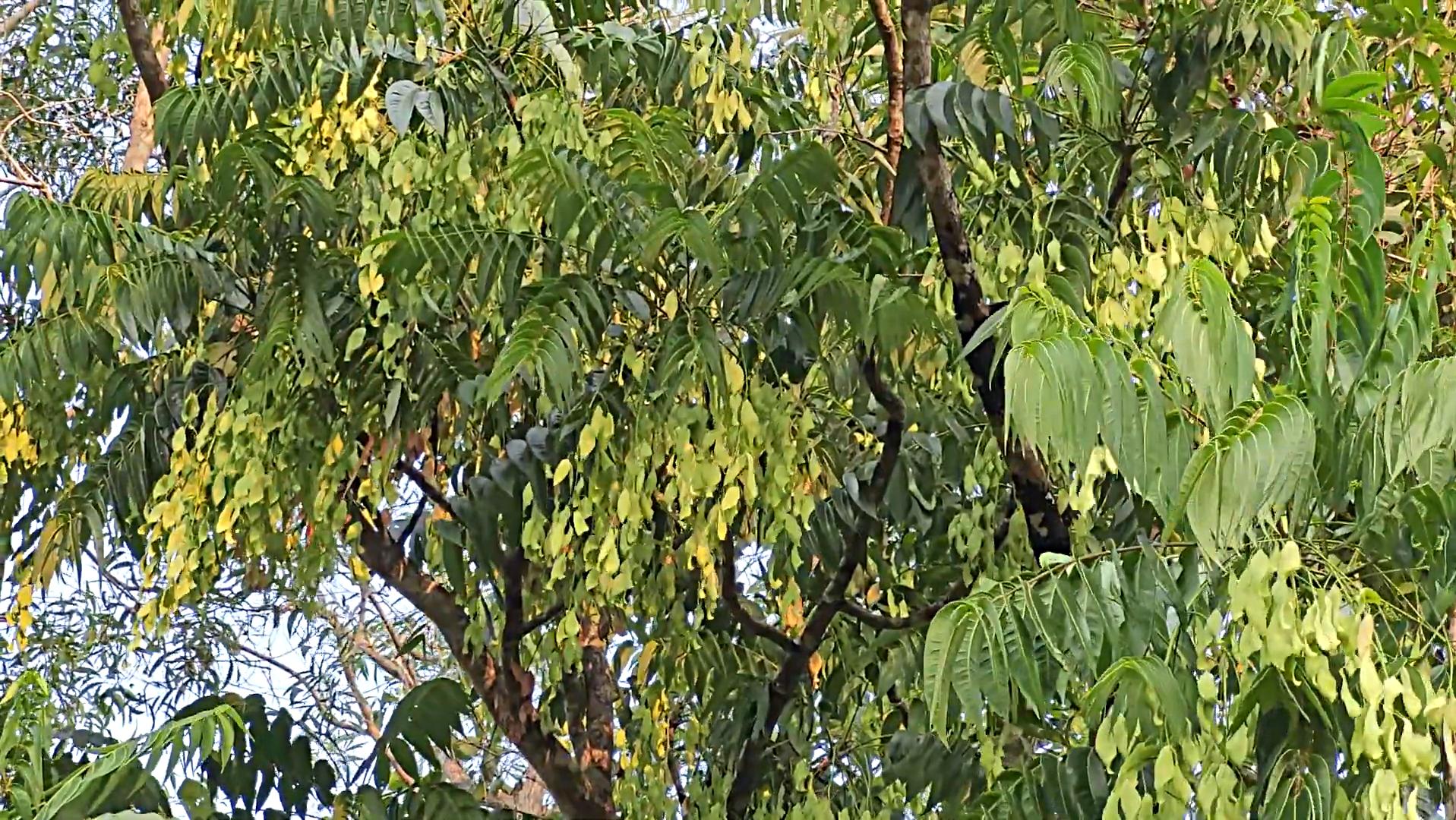 臭椿在美国泛滥成灾,臭椿树在国外泛滥成灾