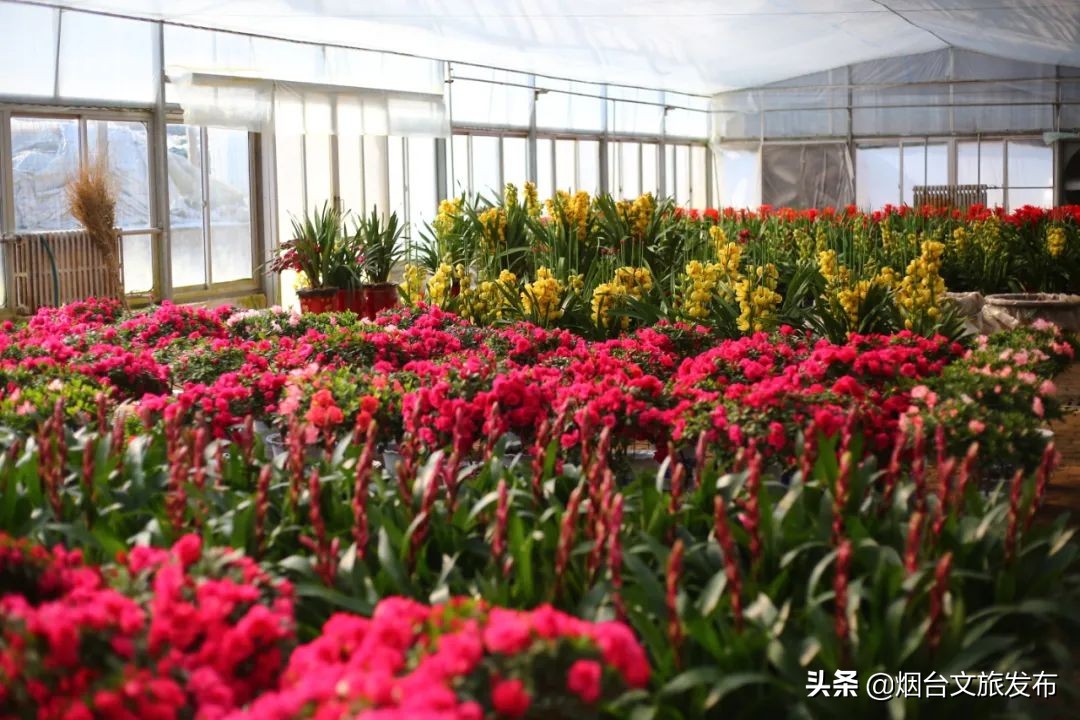 烟台祥和花鸟市场,烟台花鸟市场