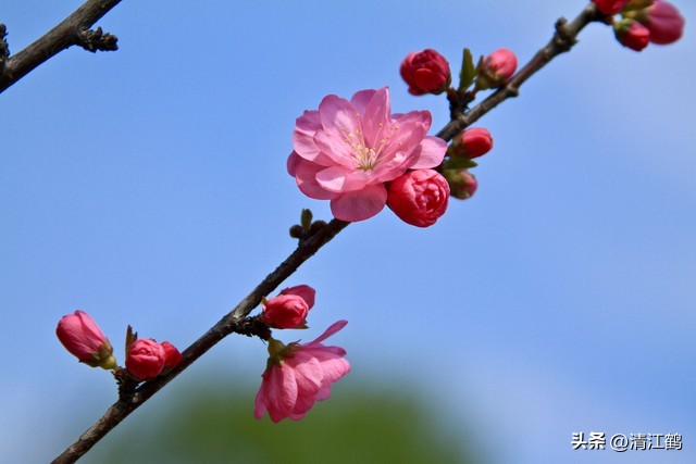 榆叶梅病害有哪些,榆叶梅的观赏特性有哪些呢