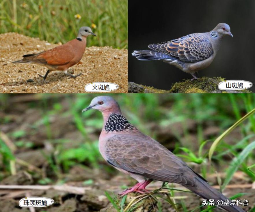 斑鸠能吃多少东西,斑鸠吃小斑鸠吗