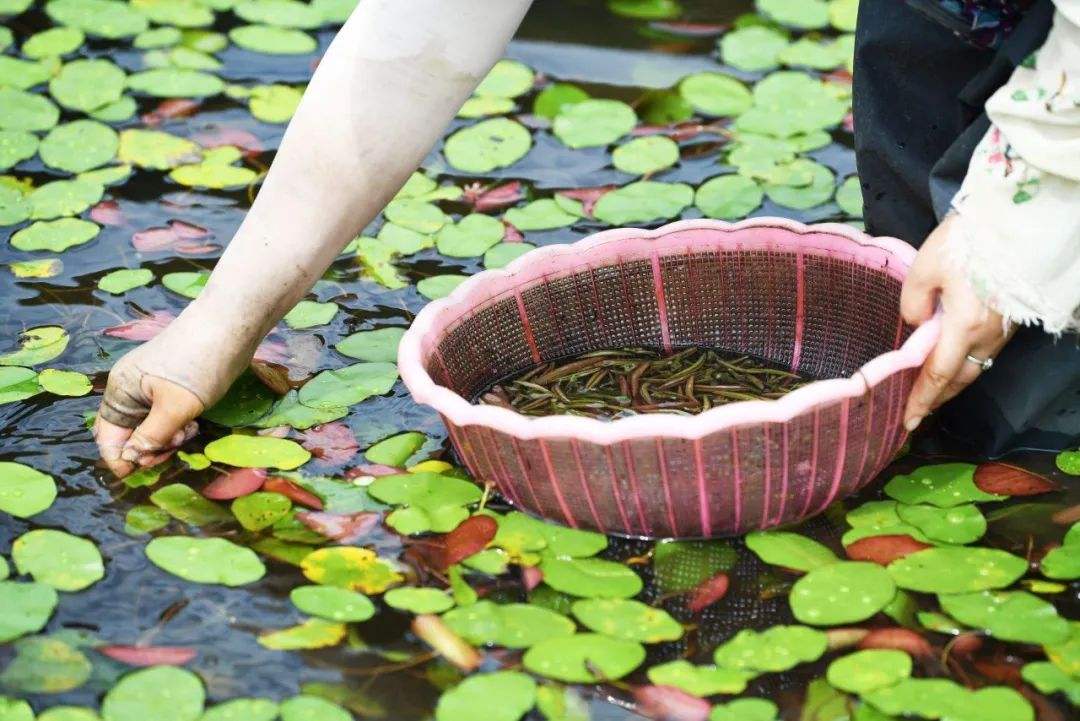 春天看图挖野菜，送你40种野菜大图鉴，让你轻松辨别各种野菜