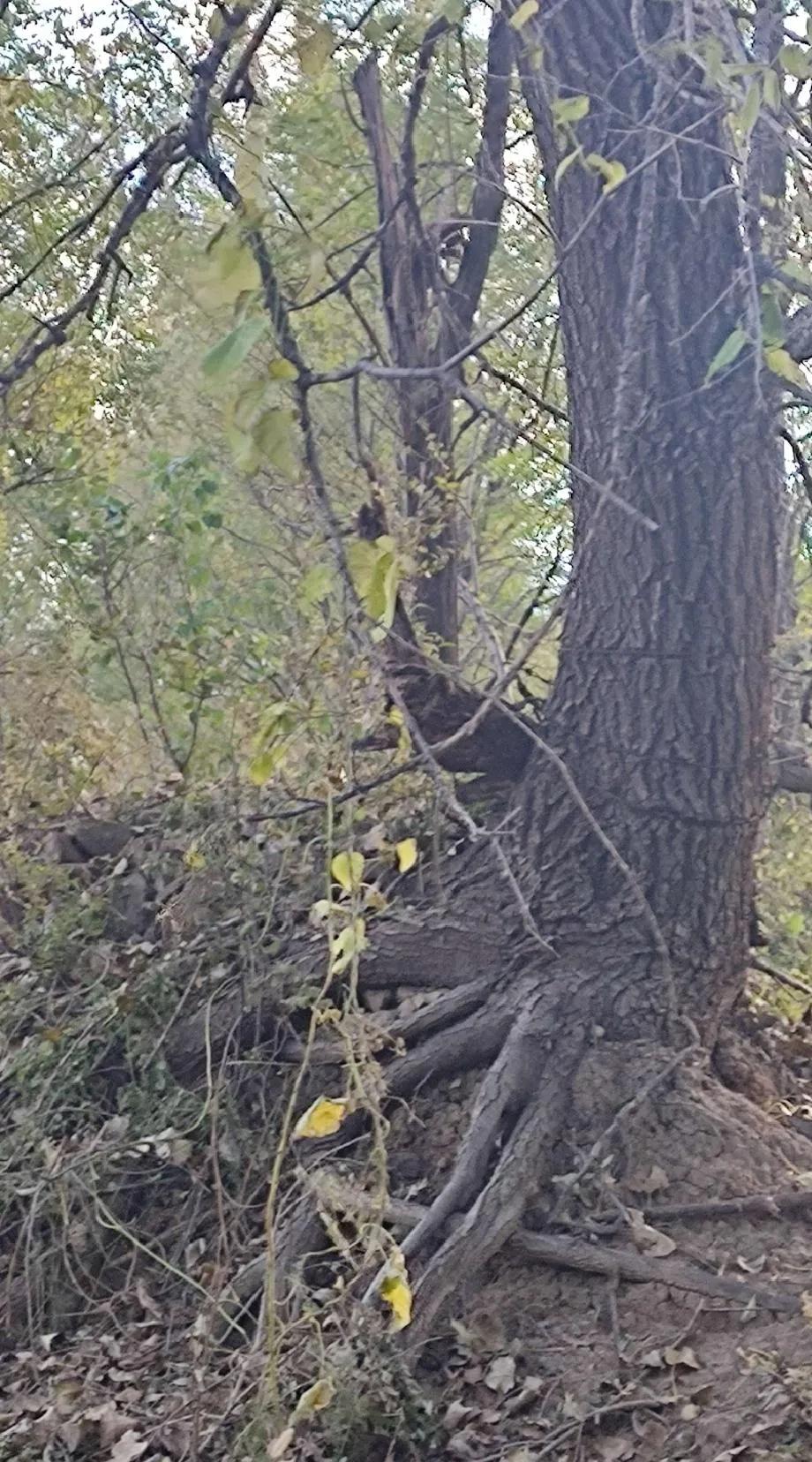 龙湾潭导览图,龙湾潭游览路线