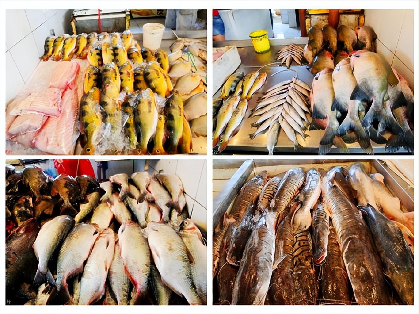 南美四国之旅,巴西亚马逊之行