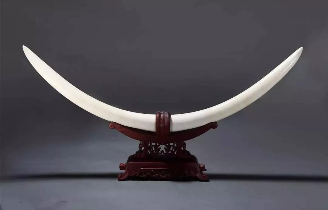 怎样辨别象牙真伪,怎样检测象牙的真伪