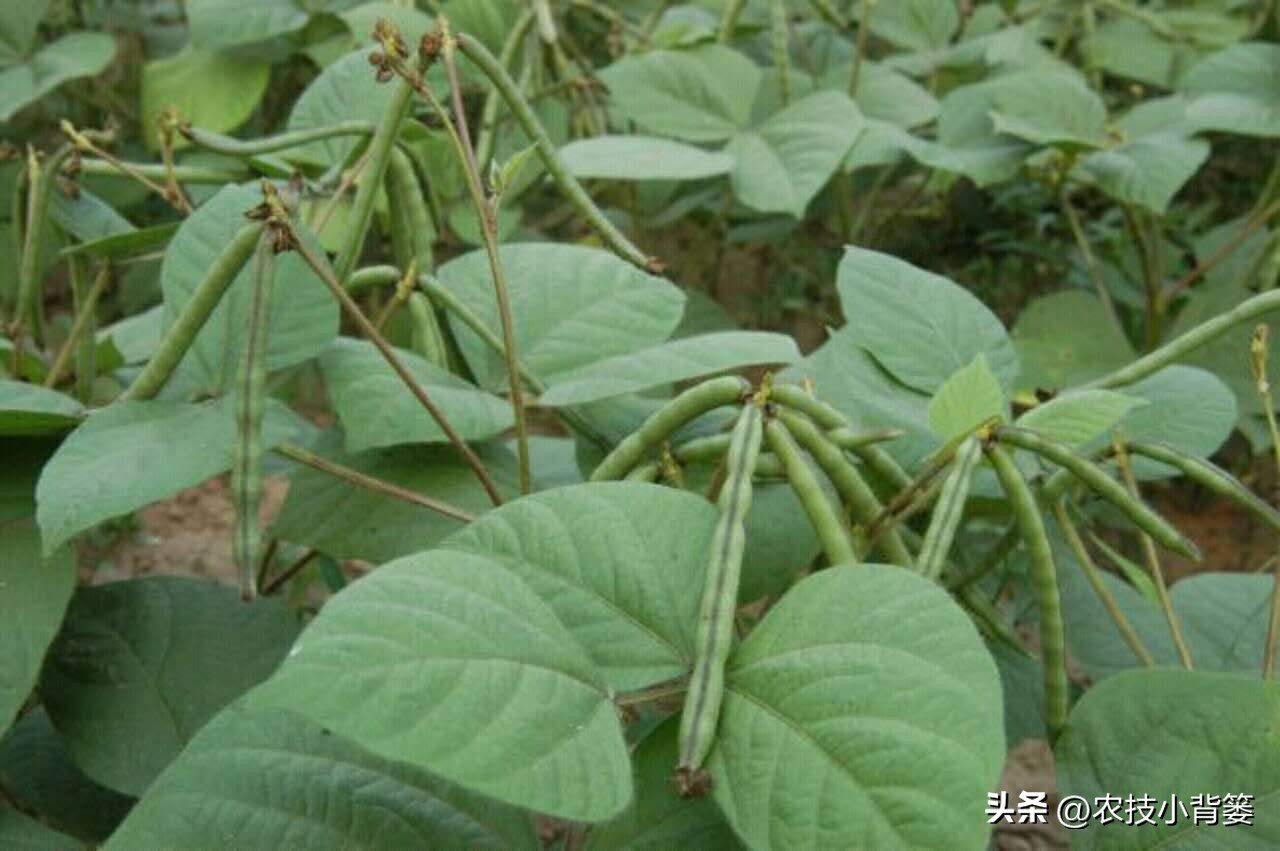 绿豆种植方法及种植时间,绿豆怎么种植和生长过程