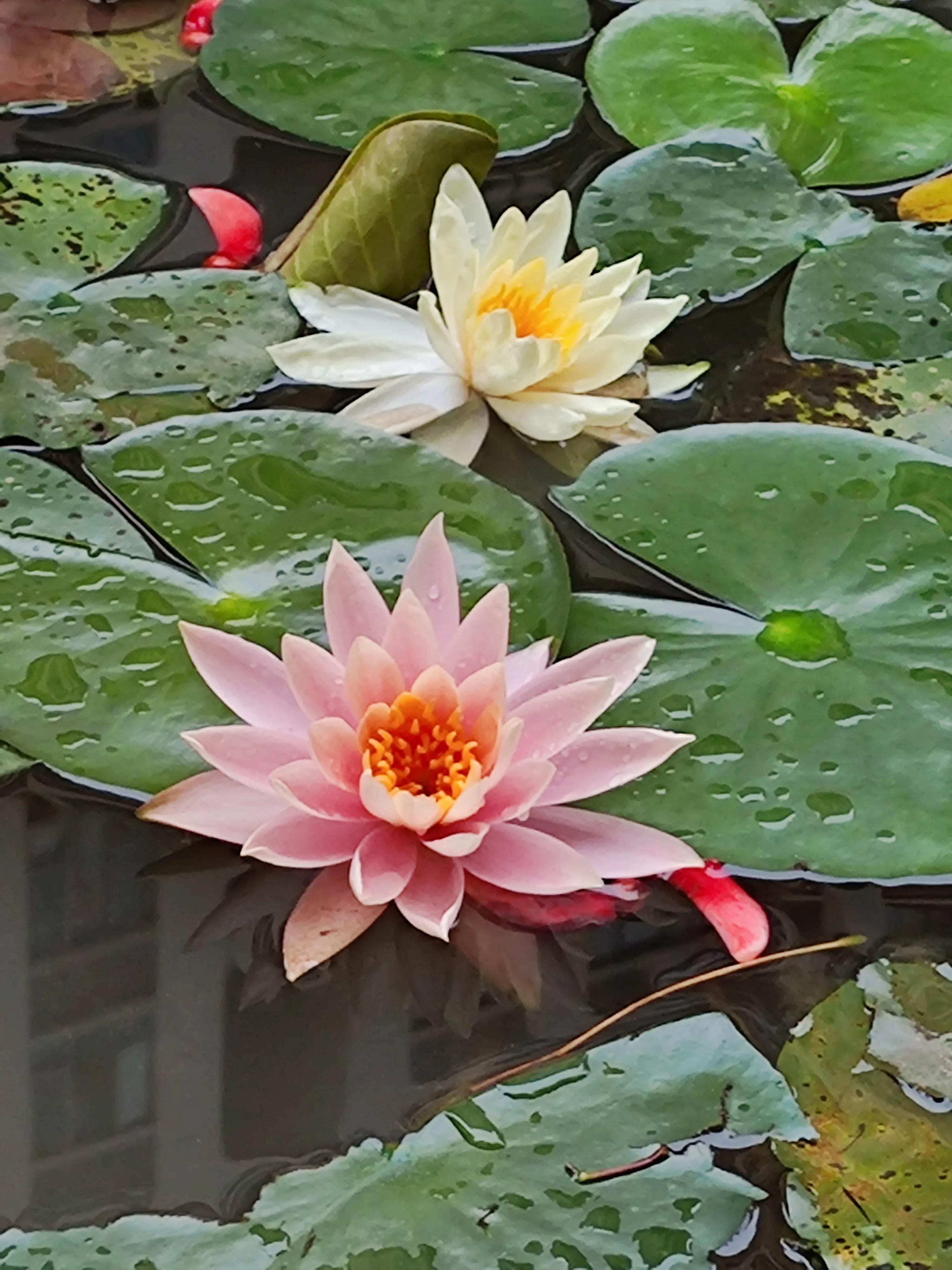 夏天就是浪漫的世界,夏天就是太阳花的世界