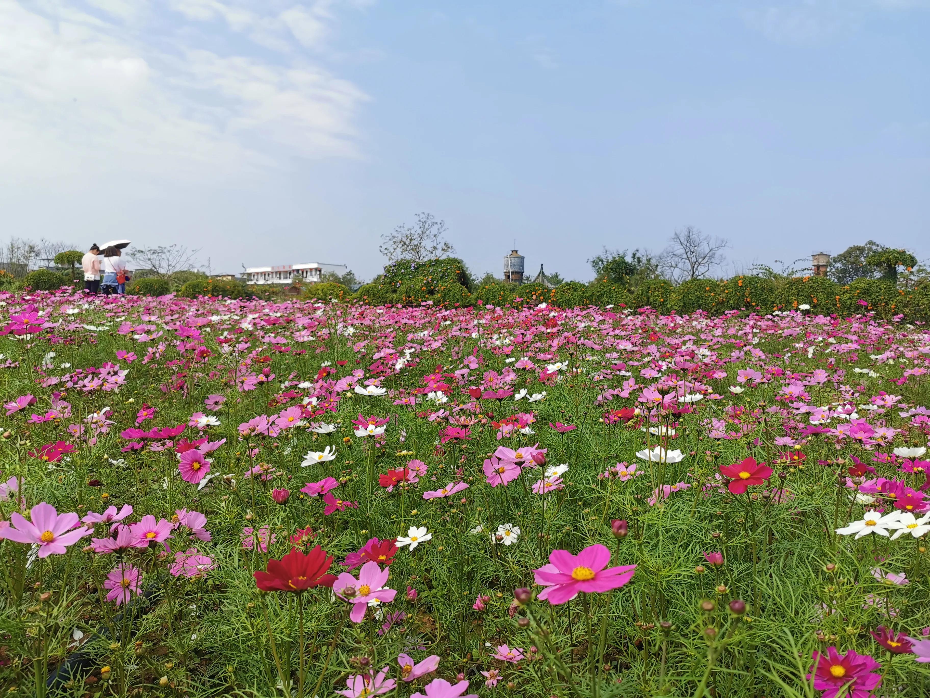 描写春天的姹紫嫣红的古诗,形容春天姹紫嫣红的诗句