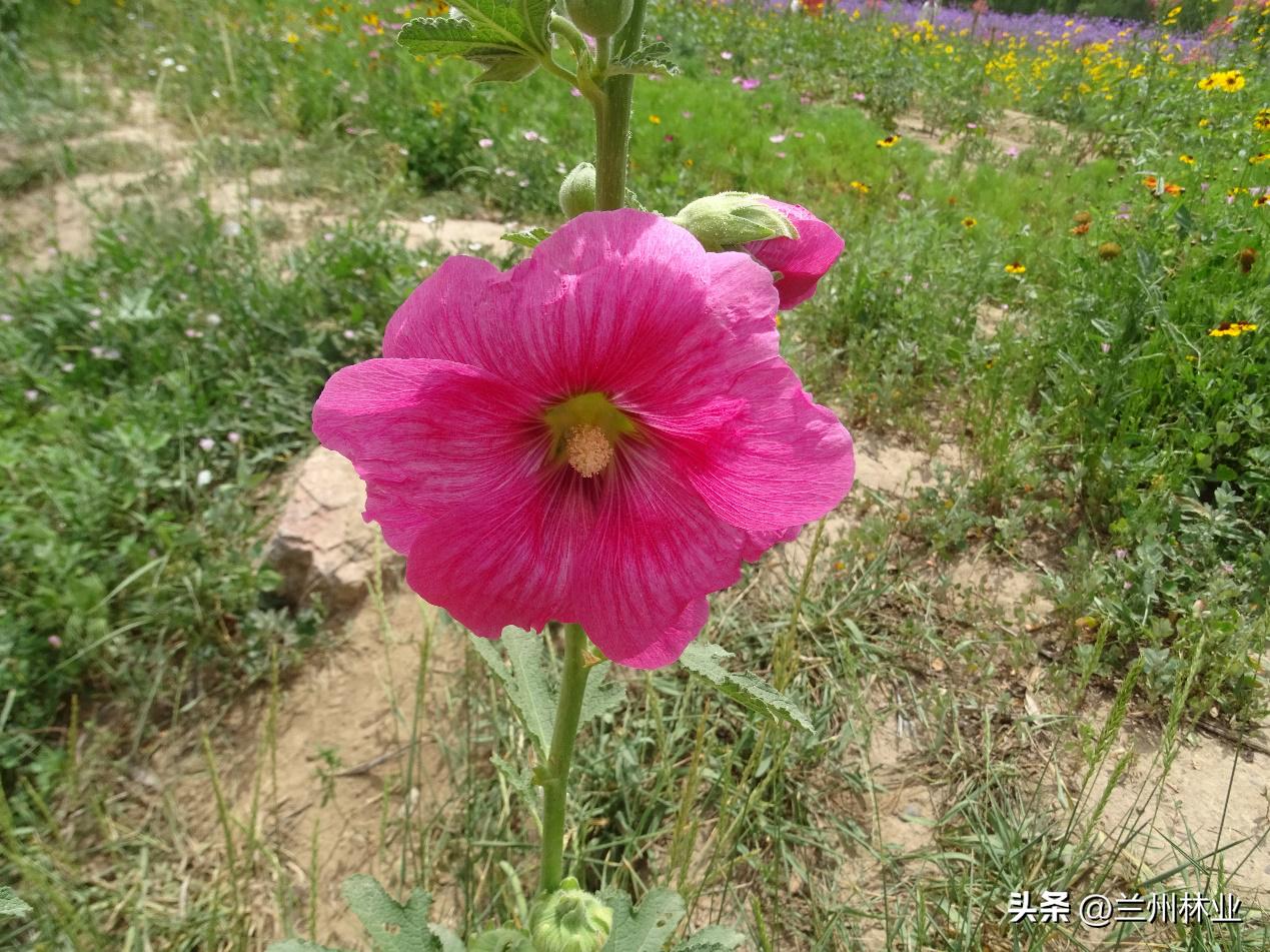 閲戝煄鑺辫,鍏板窞閲戝煄鑺辫