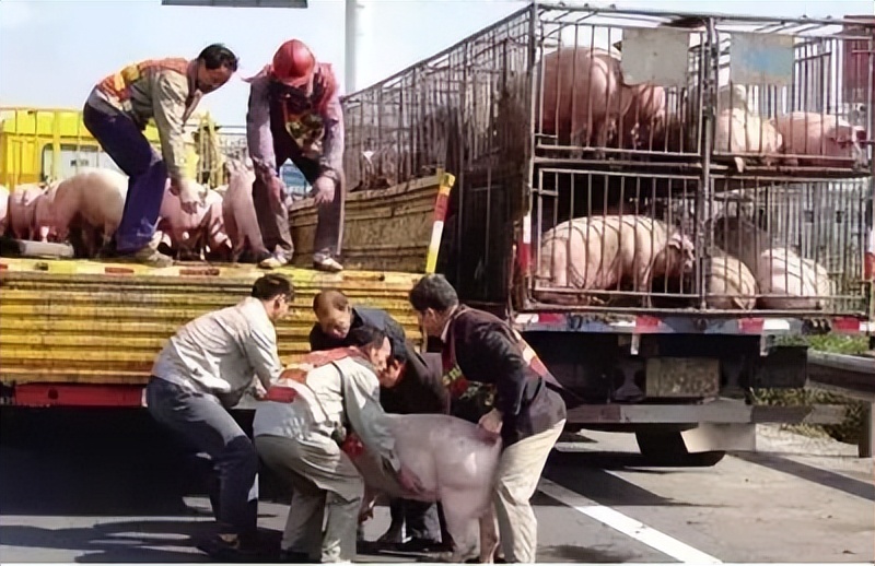行情突变！9月8日猪价“崩塌预警”，玉米、鸡蛋、油价“太揪心”