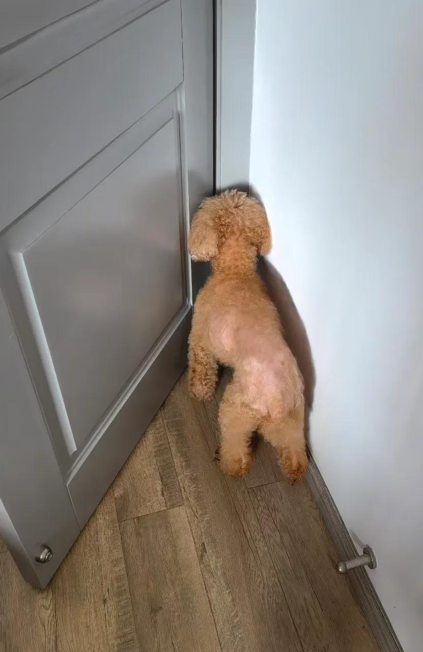 我的狗狗死了怎么度过这段时间,我的小狗生病了却丢了我该怎么办