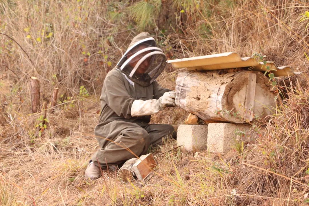 【悦读】大山里的“懒庄稼”生活中的“甜蜜蜜”