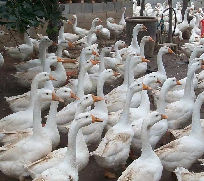 一个人养鹅一年赚多少钱,农民养鹅5年终致富轻松年入15万