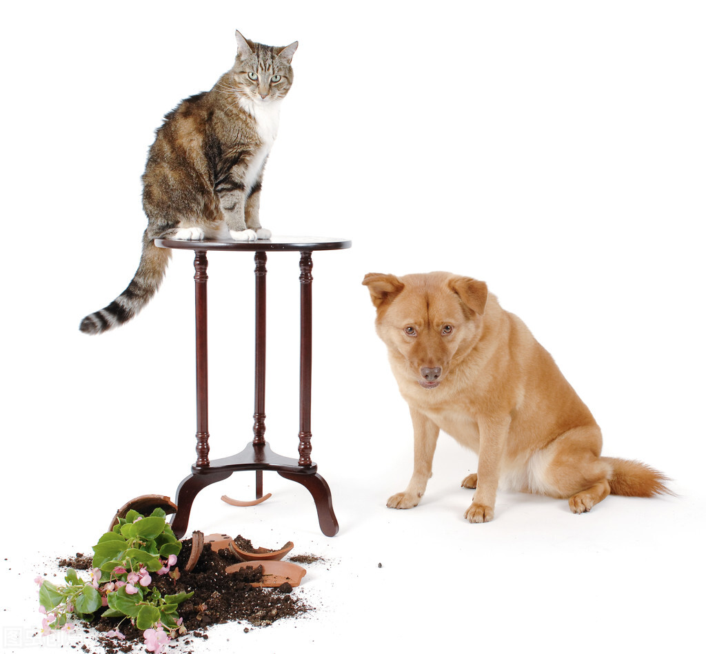 猫咪突然开始在家到处撒尿怎么办,家里长期没人猫咪怎么办