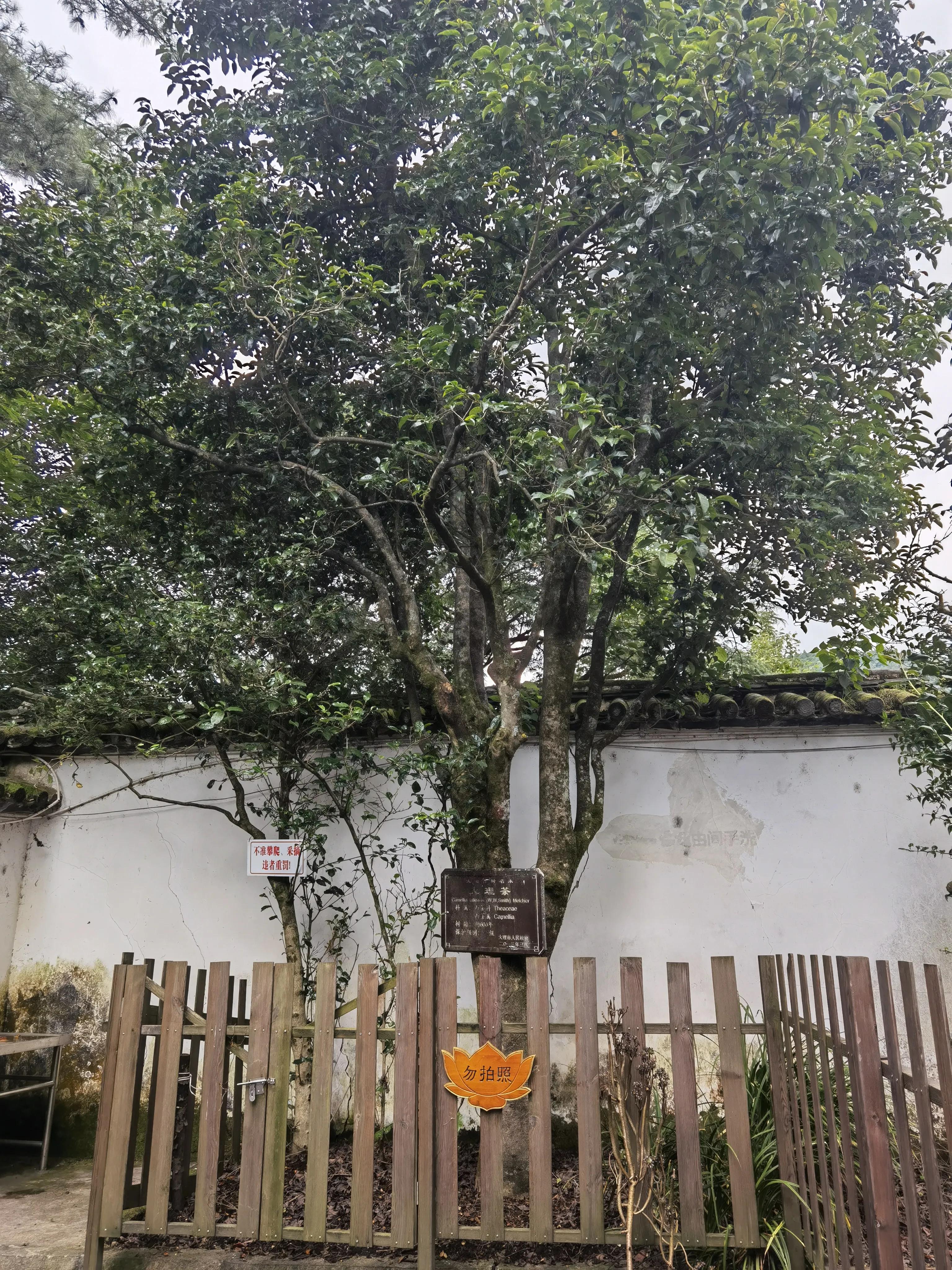 访“滇茶第一”的感通茶