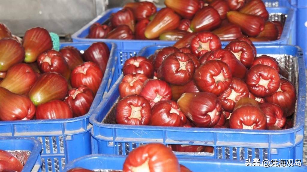 兰花被美国退货，台当局称会妥善处理，岛内民众批其搞“双标”