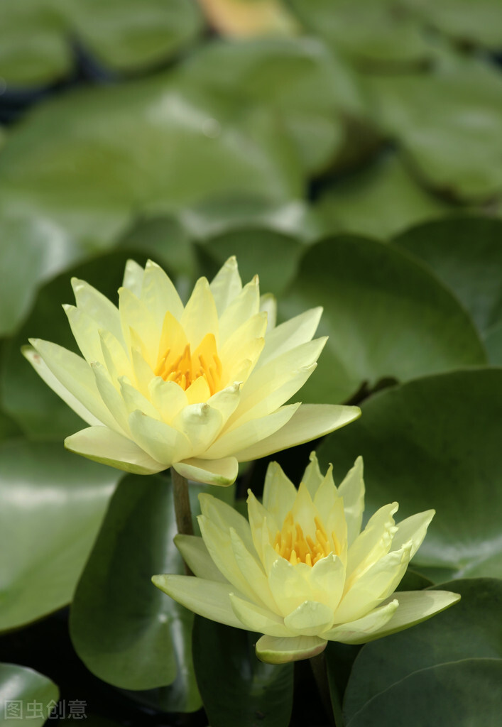 春树的人生格言书籍,人生书籍里的经典语录大全