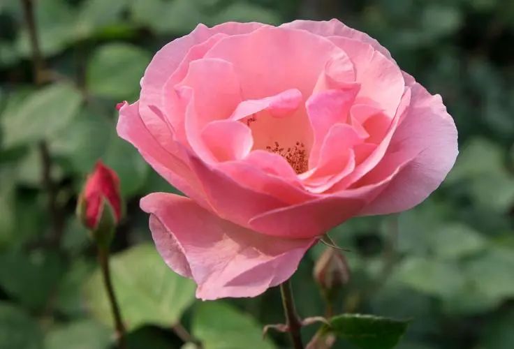 月季花的优美诗词歌赋,月季花诗词经典名句