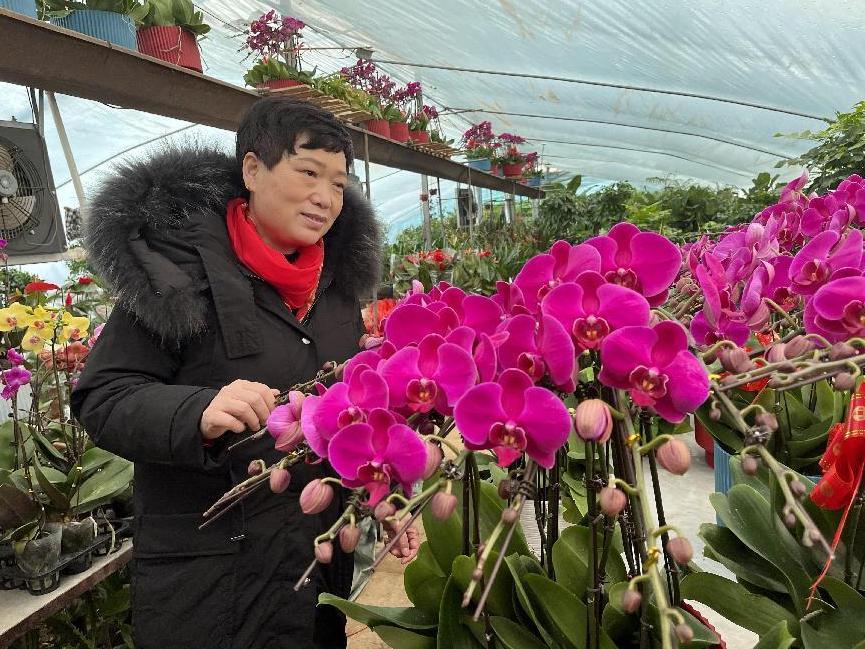 年宵花的市场在哪里,鲁西南花卉市场集市