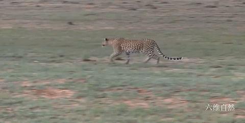 印度一头豹子被汽车碾压死亡,印度花豹被豪猪刺视频