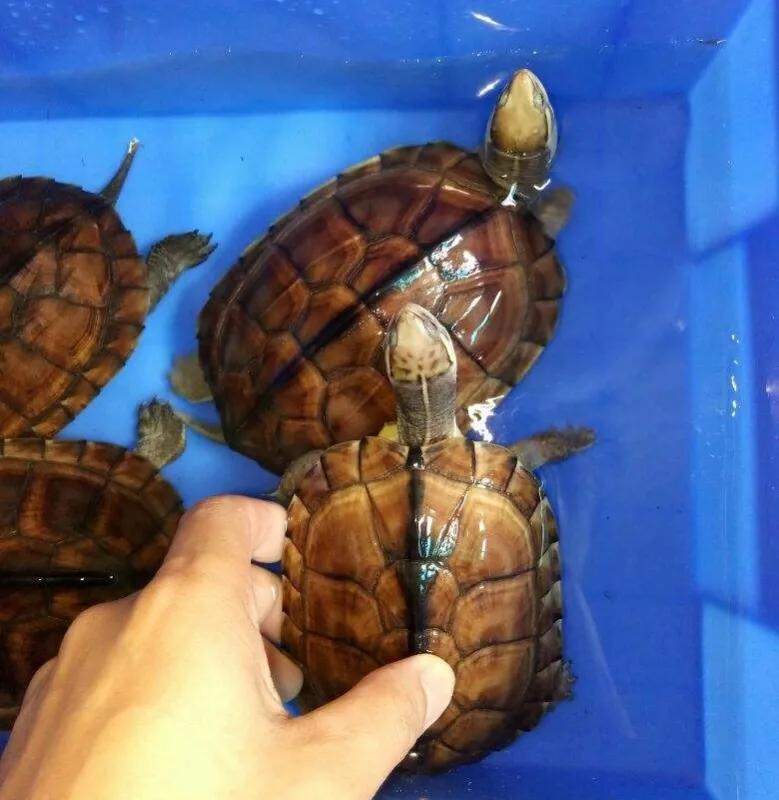 石金钱龟的风光史,涤荡起伏解释