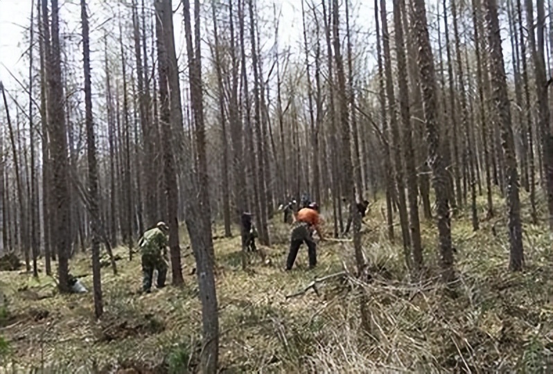 利用林业资源带动经济发展的举措,利用与发展